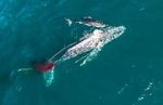 Watch Shark vs. Whale Gomovies123